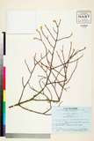 ئW:Picea glehnii (F. Schmidt) Mast.
