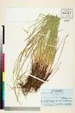 ئW:Carex stenostachys Franch. & Sav.