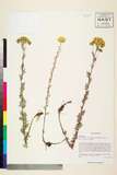 中文種名:Ajania tenuifolia (J. Jacq.) Tzvelev