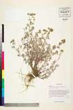 ئW:Ajania tenuifolia (J. Jacq.) Tzvelev