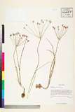 ئW:Allium neriniflorum (Herb.) G. Don
