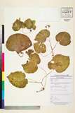 ئW:Begonia integrifolia Dalzell