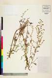 ئW:Artemisia carvifolia Buch.-Ham. ex Roxb.