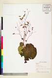 ئW:Begonia sinuata Wall. ex Meisn.