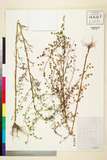 ئW:Artemisia carvifolia Buch.-Ham. ex Roxb.