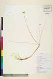 ئW:Allium tenuissimum L.