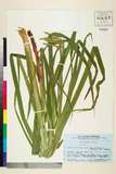 ئW:Carex shimidzensis Franch.