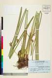 ئW:Scirpus triangulatus Roxb.