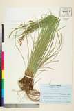 ئW:Carex lenta D. Don