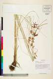 ئW:Pycreus globosus Rchb.