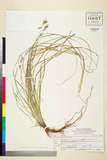 ئW:Carex leucochlora Bunge