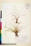 ئW:Carex tristachya Thunb.