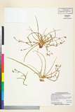 ئW:Murdannia angustifolium N. E. Brown