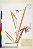 ئW:Hypolytrum latifolium Pers.