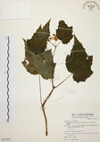 中文名:水鴨腳(S075552)學名:Begonia formosana (Hayata) Masamune(S075552)