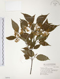 中文名:呂宋莢迷(S048745)學名:Viburnum luzonicum Rolfe(S048745)英文名:Luzon Viburnum