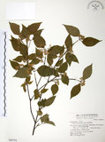 中文名:呂宋莢迷(S048794)學名:Viburnum luzonicum Rolfe(S048794)英文名:Luzon Viburnum