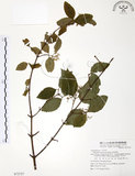 中文名:呂宋莢迷(S072727)學名:Viburnum luzonicum Rolfe(S072727)英文名:Luzon Viburnum