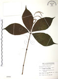 中文名:草珊瑚(S009946)學名:Sarcandra glabra (Thunb.) Nakai(S009946)中文別名:紅果金粟蘭英文名:Glabrous Herbcoral
