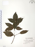 中文名:草珊瑚(S047181)學名:Sarcandra glabra (Thunb.) Nakai(S047181)中文別名:紅果金粟蘭英文名:Glabrous Herbcoral