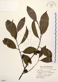 中文名:山紅柿(S048807)學名:Diospyros morrisiana Hance(S048807)英文名:Morris Persimmon