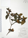 中文名:金毛杜鵑(S048760)學名:Rhododendron oldhamii Maxim.(S048760)英文名:Oldham s Thododendron