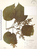 中文名:血桐(S009959)學名:Macaranga tanarius (L.) Muell.-Arg.(S009959)英文名:Macaranga