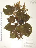 中文名:血桐(S009960)學名:Macaranga tanarius (L.) Muell.-Arg.(S009960)英文名:Macaranga