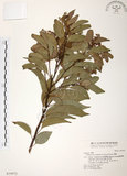 中文名:樟樹(S019972)學名:Cinnamomum camphora (L.) Presl(S019972)英文名:Camphor Tree