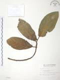 中文名:豬母乳(S007810)學名:Ficus fistulosa Reinw. ex Blume(S007810)中文別名:水同木英文名:Milk tree