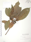 中文名:豬母乳(S007811)學名:Ficus fistulosa Reinw. ex Blume(S007811)中文別名:水同木英文名:Milk tree