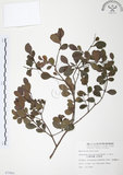 中文名:小葉赤楠(S007841)學名:Syzygium buxifolium Hook. & Arn.(S007841)英文名:Boxleaf Eugenia