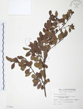 中文名:小葉赤楠(S007842)學名:Syzygium buxifolium Hook. & Arn.(S007842)英文名:Boxleaf Eugenia