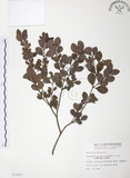 中文名:小葉赤楠(S007843)學名:Syzygium buxifolium Hook. & Arn.(S007843)英文名:Boxleaf Eugenia