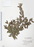 中文名:小葉赤楠(S034982)學名:Syzygium buxifolium Hook. & Arn.(S034982)英文名:Boxleaf Eugenia
