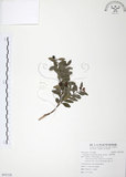 中文名:小葉赤楠(S095328)學名:Syzygium buxifolium Hook. & Arn.(S095328)英文名:Boxleaf Eugenia