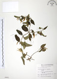 中文名:山素英(S009951)學名:Jasminum hemsleyi Yamamoto(S009951)英文名:Mountain Jasmine