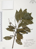 中文名:紅葉樹(S048806)學名:Helicia cochinchinensis Lour.(S048806)英文名:Red-leaved Helicia