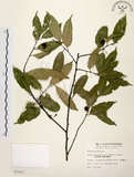 中文名:墨點櫻桃(S007847)學名:Prunus phaeosticta (Hance) Maxim.(S007847)中文別名:黑星櫻英文名:Dark-spotted Cherry