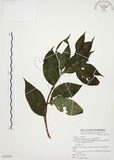 中文名:毛玉葉金花(S075559)學名:Mussaenda pubescens Ait. f.(S075559)英文名:Downy Mussanenda, Mussaenda, Taiwan Mussnenda