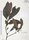 中文名:九節木(S009088)學名:Psychotria rubra (Lour.) Poir.(S009088)中文別名:牛屎烏英文名:Wild Coffee