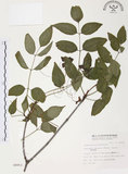 中文名:野鴉椿(S008953)學名:Euscaphis japonica (Thunb.) Kanitz(S008953)英文名:Japanese euscaphis