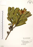 中文名:大頭茶(S019982)學名:Gordonia axillaris (Roxb.) Dietr.(S019982)英文名:Taiwan Gordonia