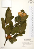 中文名:大頭茶(S031762)學名:Gordonia axillaris (Roxb.) Dietr.(S031762)英文名:Taiwan Gordonia
