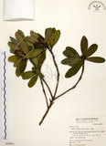 中文名:大頭茶(S039813)學名:Gordonia axillaris (Roxb.) Dietr.(S039813)英文名:Taiwan Gordonia