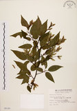 中文名:阿里山千金榆(S008180)學名:Carpinus kawakamii Hayata(S008180)英文名:Alishan hornbeam