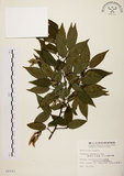 中文名:阿里山千金榆(S008183)學名:Carpinus kawakamii Hayata(S008183)英文名:Alishan hornbeam