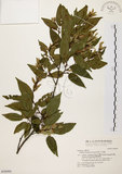 中文名:阿里山千金榆(S030999)學名:Carpinus kawakamii Hayata(S030999)英文名:Alishan hornbeam