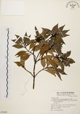 中文名:土肉桂(S075603)學名:Cinnamomum osmophloeum Kanehira(S075603)英文名:Indigenous Cinnamon Tree