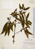 中文名:山胡椒(S077258)學名:Litsea cubeba (Lour.) Pers.(S077258)英文名:Moutain Spicy Tree